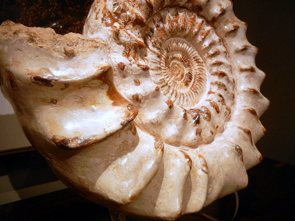 Large Polished Natural Ammonite Fossil Sculpture/Centerpiece In Good Condition In New York, NY