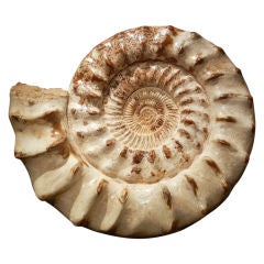 Large Polished Natural Ammonite Fossil Sculpture/Centerpiece