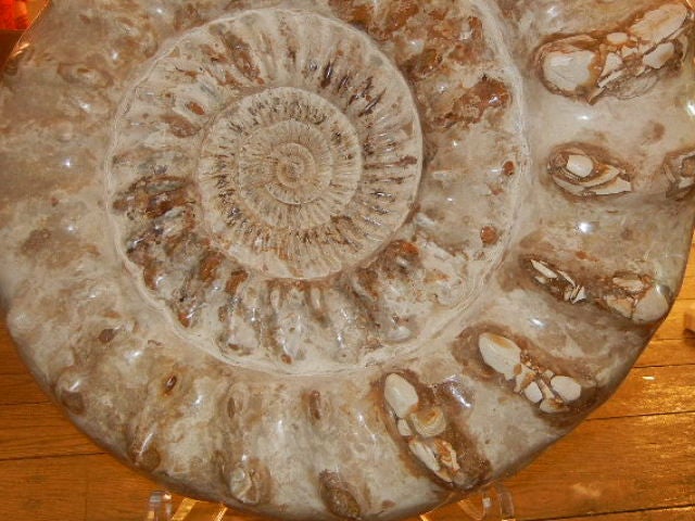 Large Polished Natural Ammonite Fossil Sculpture/Centerpiece 4