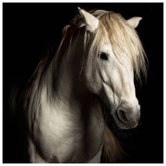 "Virtue, " Framed 35" x 40"Color Horse Photo by Lisa Houlgrave, Companion Availab