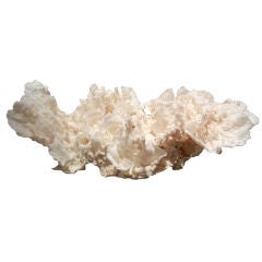 Merulina Coral Centerpiece / Sculpture