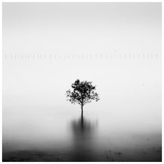 "Mangrove Tree, " Framed B&W Photograph By Josef Hoflehner