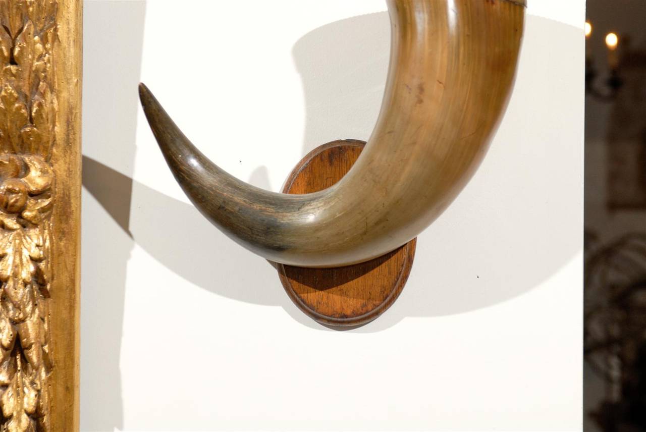 Pair of English Late 19th Century Horns with Silver Rim, Mounted on Wooden Plate For Sale 6