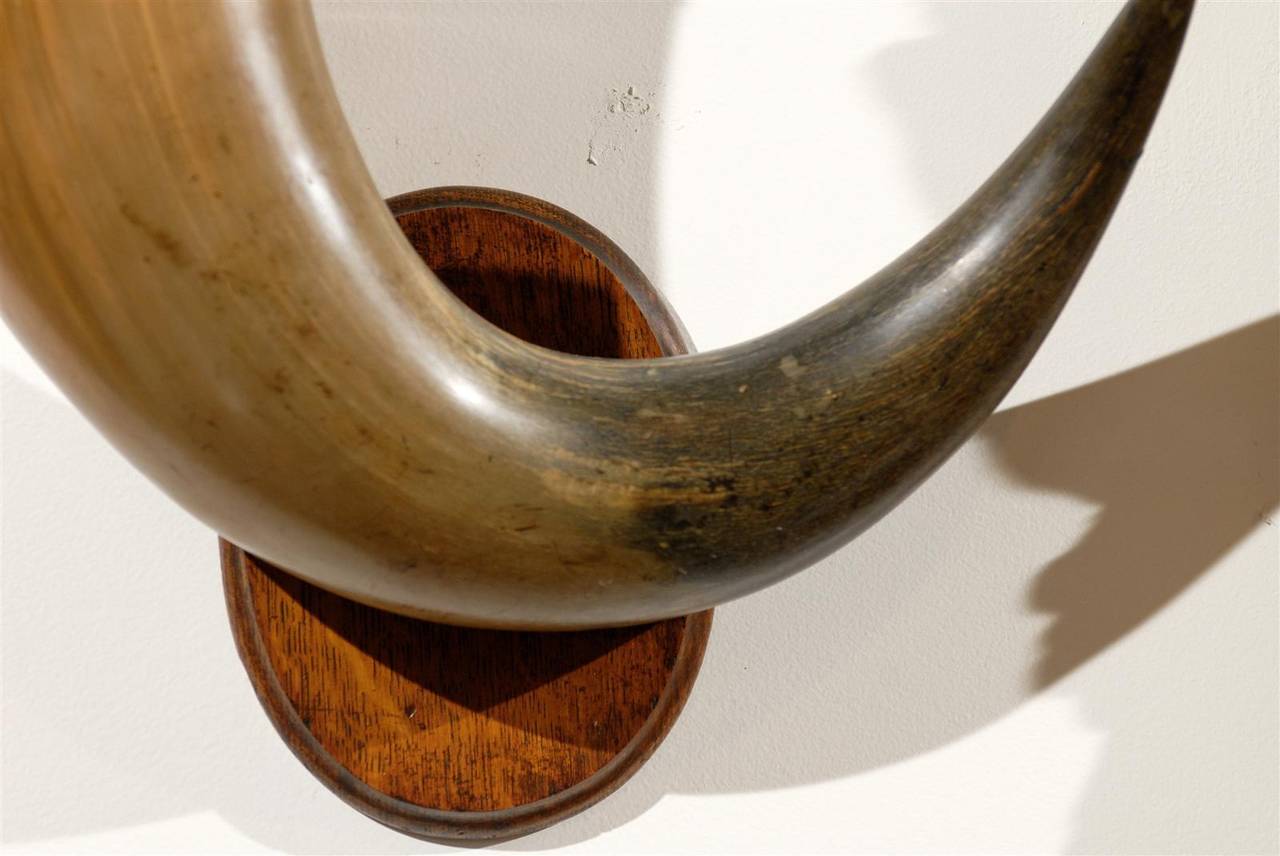 Pair of English Late 19th Century Horns with Silver Rim, Mounted on Wooden Plate For Sale 3