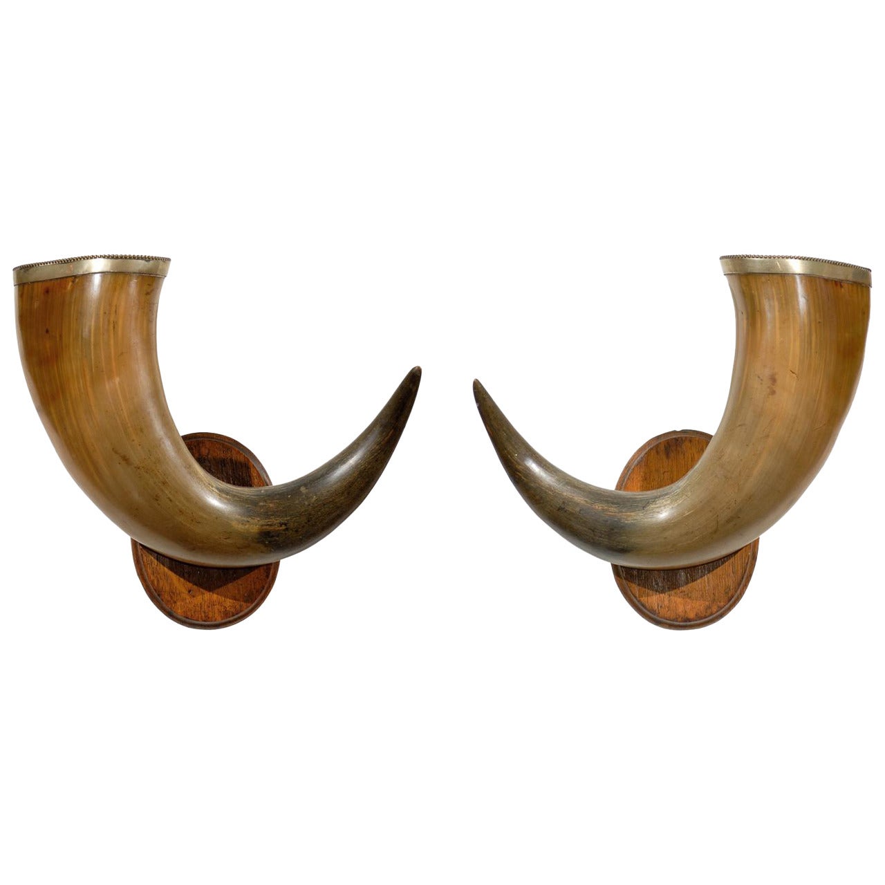 Pair of English Late 19th Century Horns with Silver Rim, Mounted on Wooden Plate For Sale