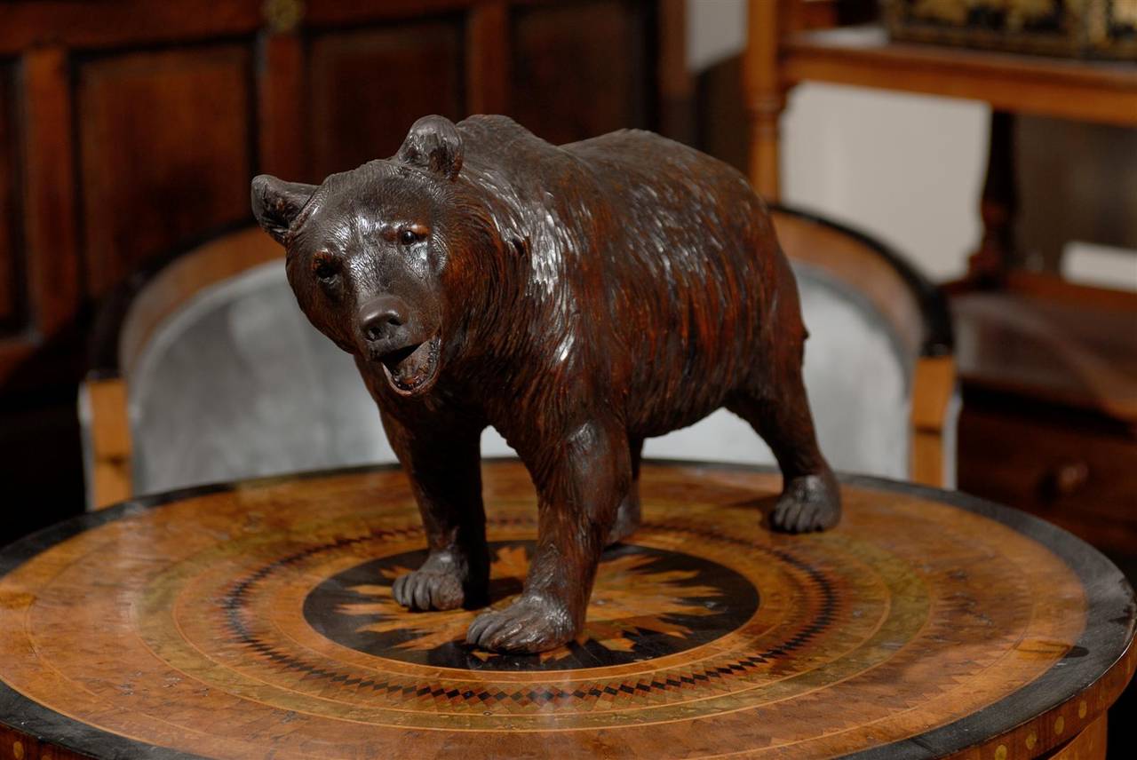 A Swiss carved wood Black Forest roaring bear sculpture from the late 19th century with great facial expression. Born in Switzerland during the later years of the 19th century, this bear wooden sculpture features the characteristics of the Black