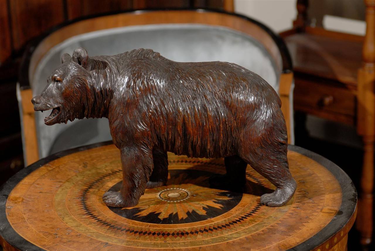 Swiss Black Forest Carved Wood Roaring Bear Sculpture from the Late 19th Century 3