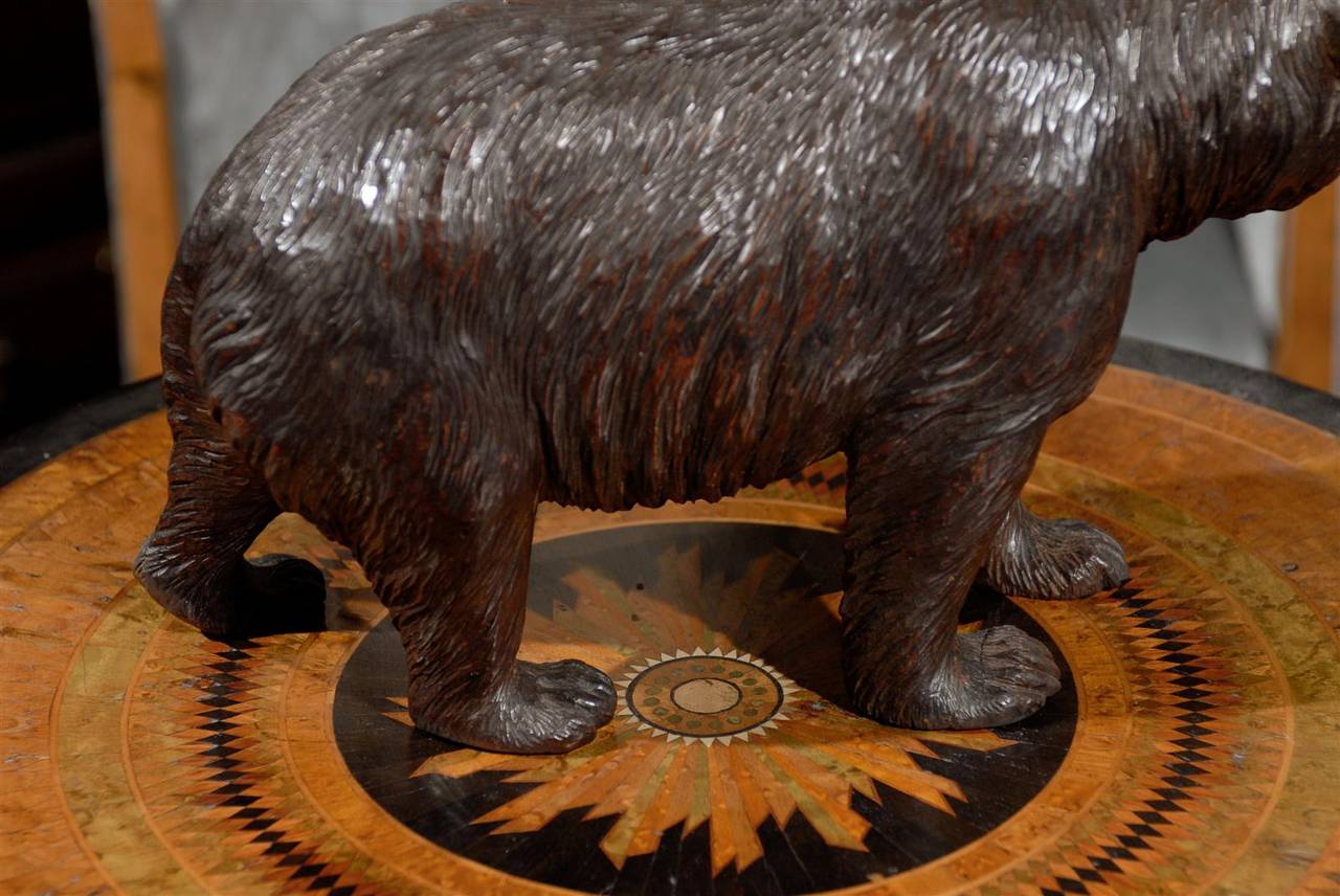 Swiss Black Forest Carved Wood Roaring Bear Sculpture from the Late 19th Century 2