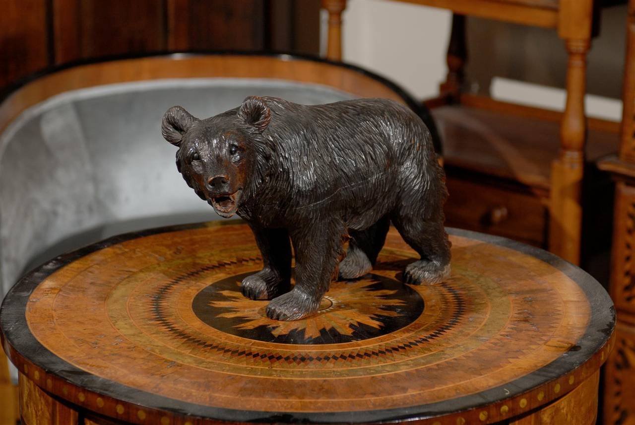 Swiss Black Forest delicately carved bear, circa 1900. This dark wood Black Forest carving features a bear on all four legs with his head turned and mouth open. This carved bear from the turn of the century Switzerland is an example of an industry