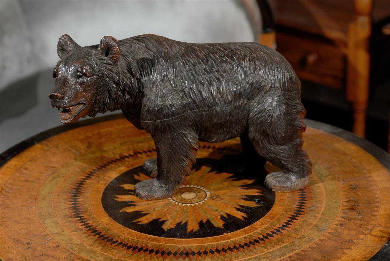 Swiss Turn of the Century Small Black Forest Carved Bear 1