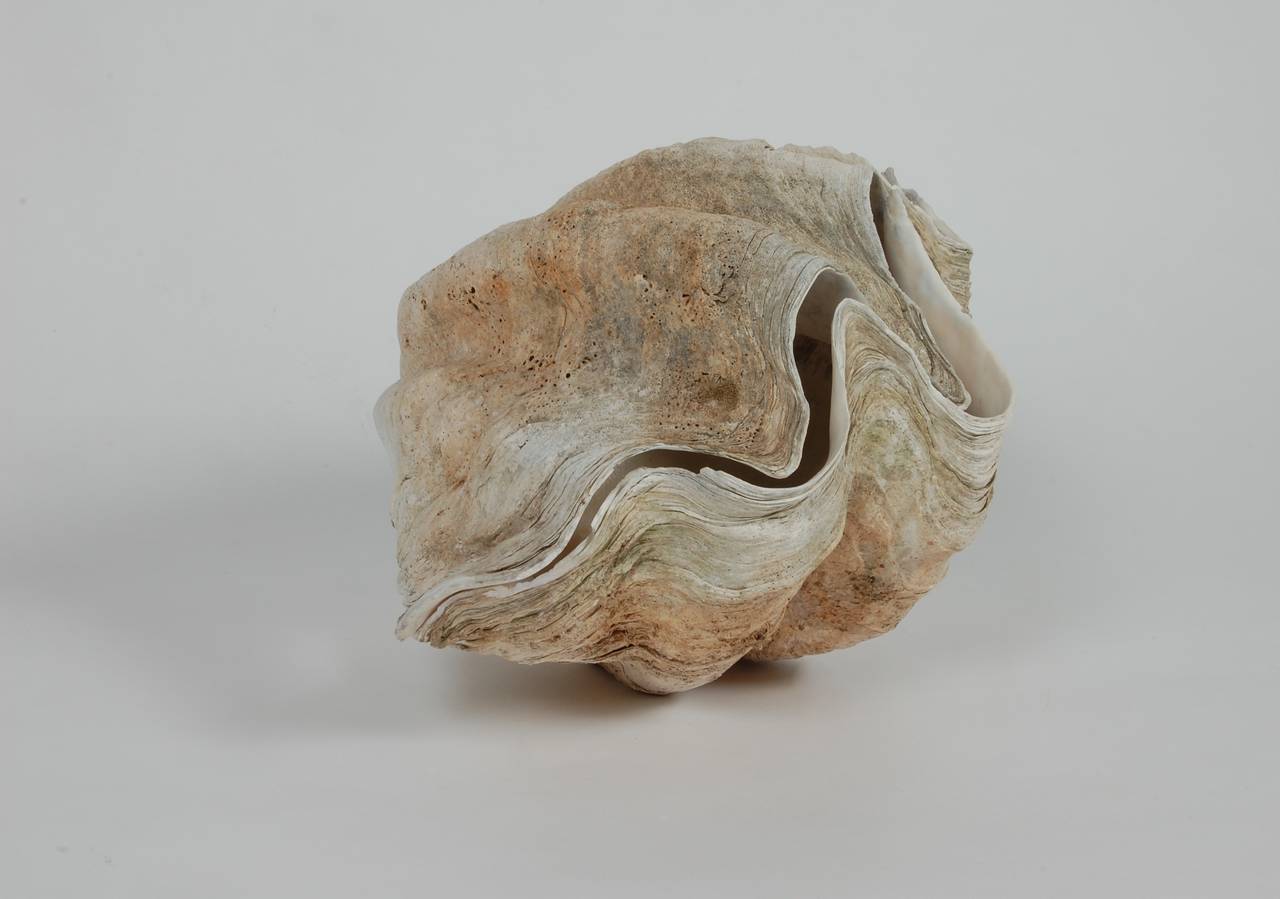 Other Matched Sides Giant Clam Shells 