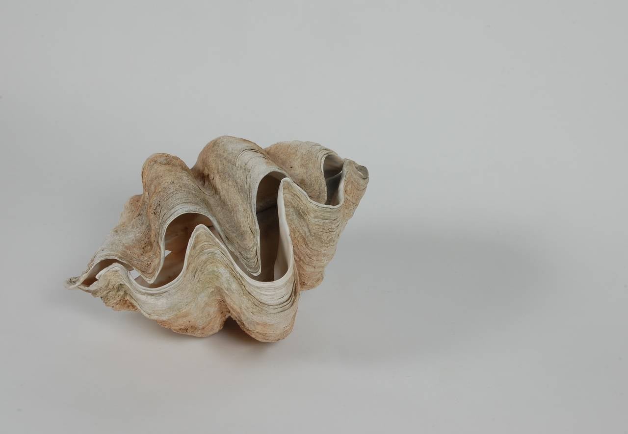 Matched Sides Giant Clam Shells 