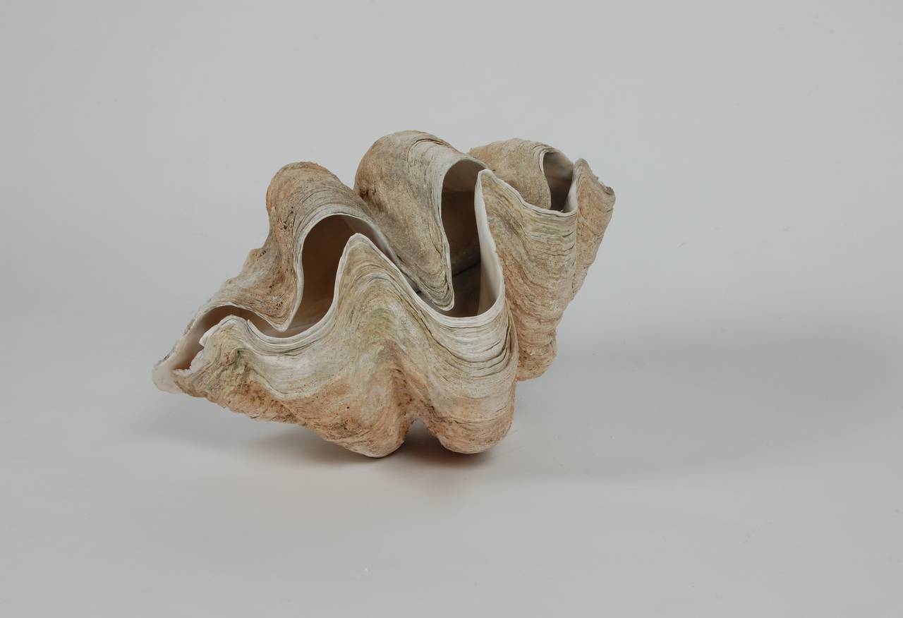 Giant clam shell with matched sides, harvested in the 1940s from the South Pacific, this is a fairly large specimen at 20