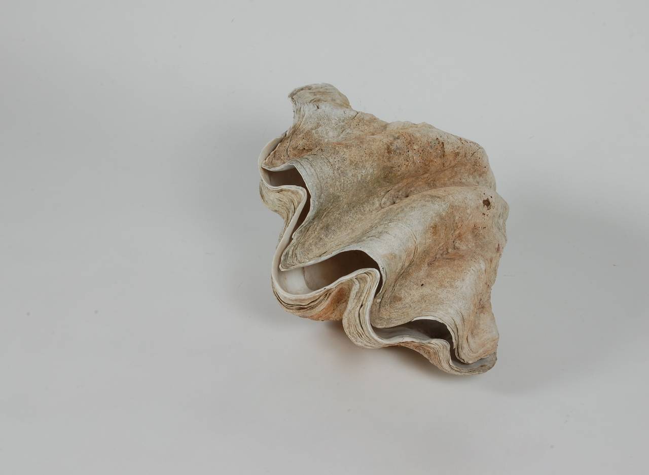 Mid-20th Century Matched Sides Giant Clam Shells 