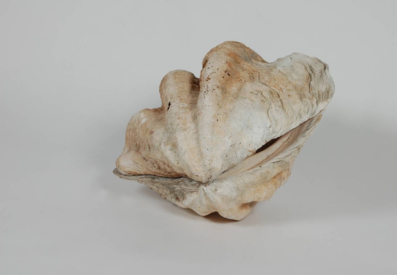 Matched Sides Giant Clam Shells 