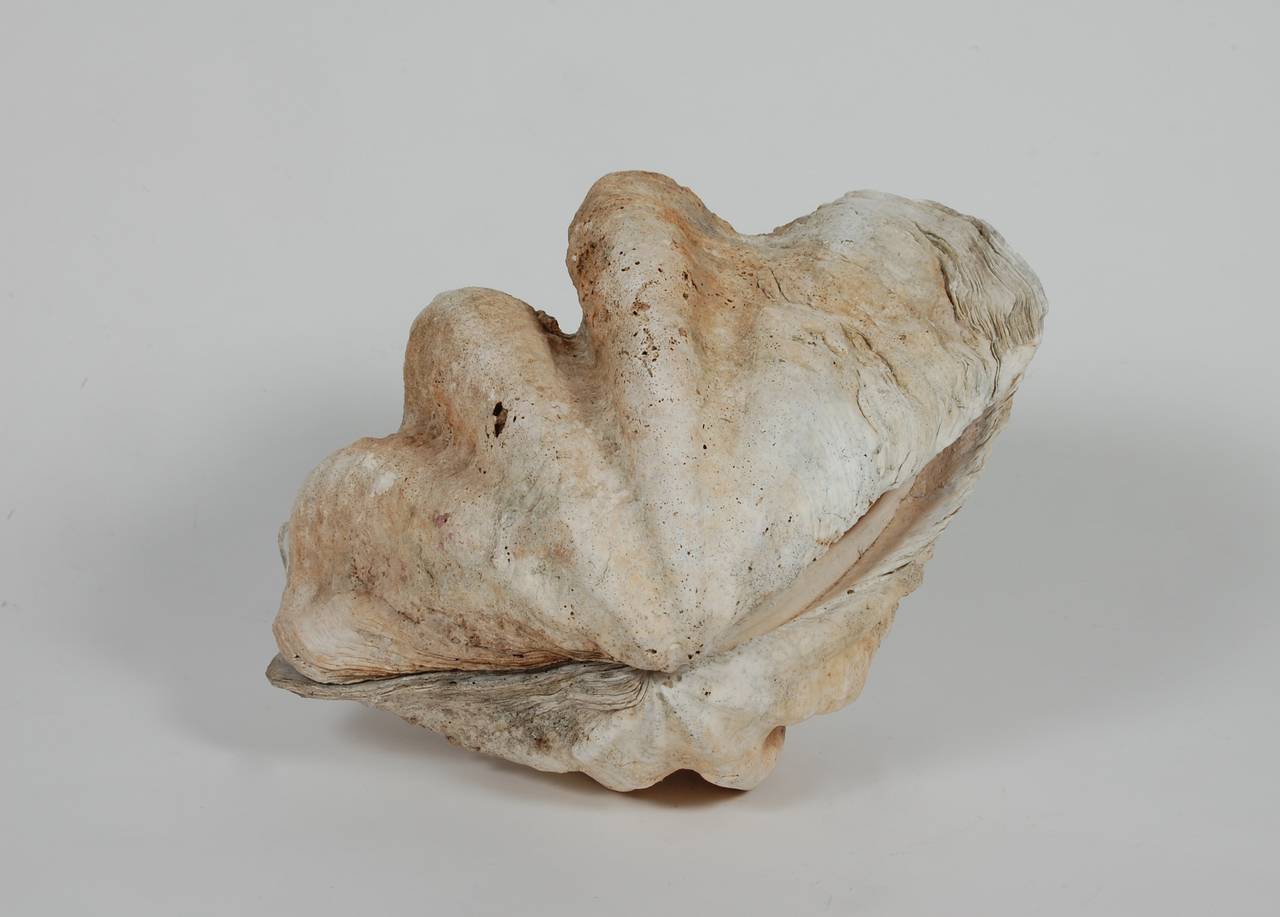 Matched Sides Giant Clam Shells 