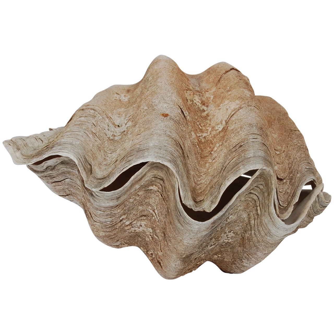 Giant Matched Sides Clam Shell
