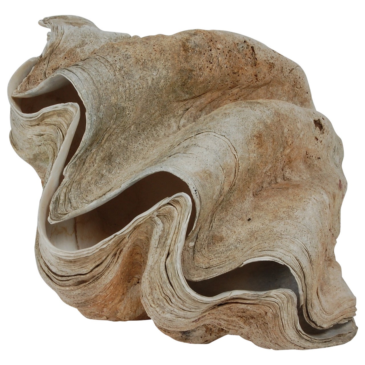 Matched Sides Giant Clam Shells "Tridacna Gigas"