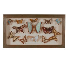 Vintage Butterfly Collection