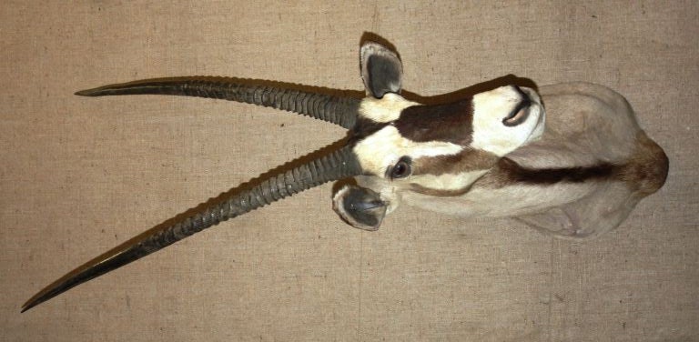 A nicely mounted African Gemsbock with great long horns, circa 1950.