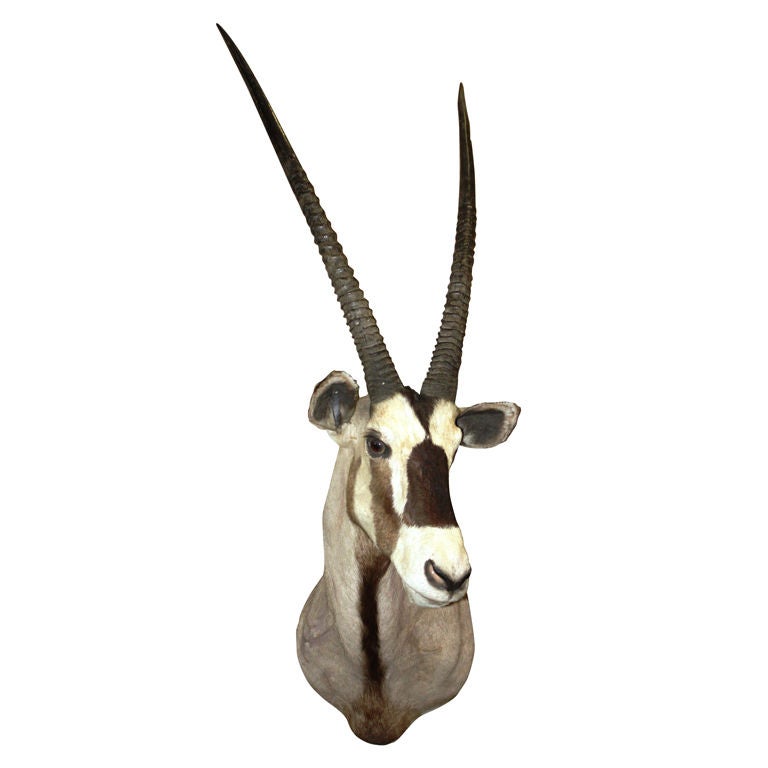 African Gemsbock Taxidermy Head-Mount