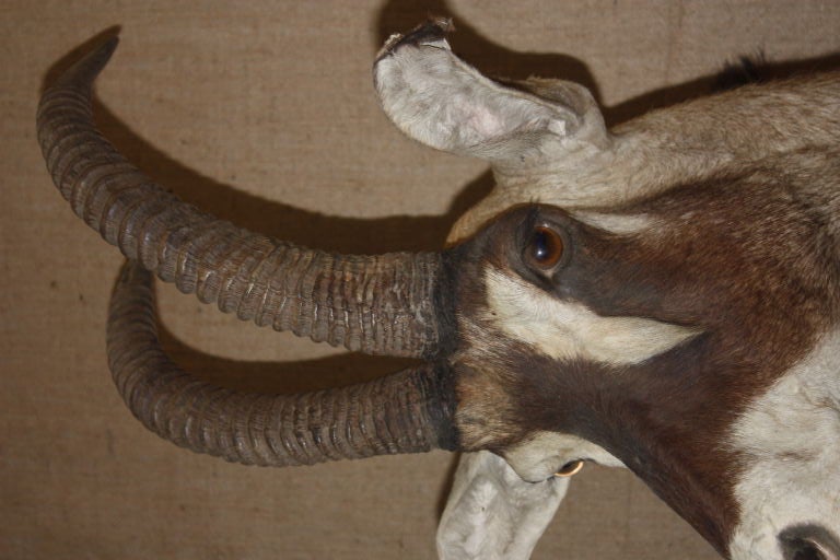 Africa Sable Head Mount