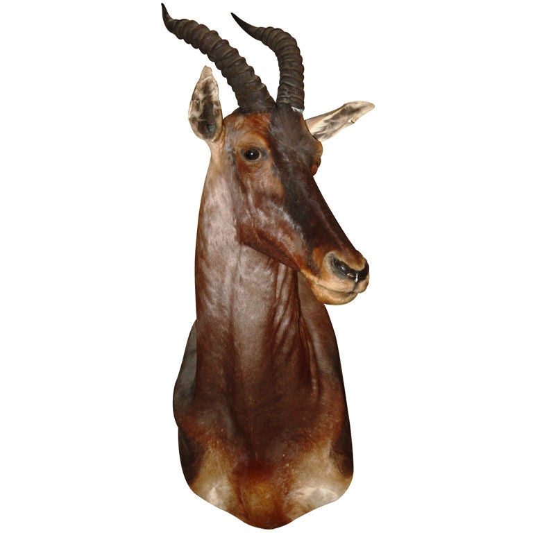 African Topi Head Mount