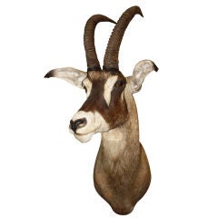Africa Sable Head Mount
