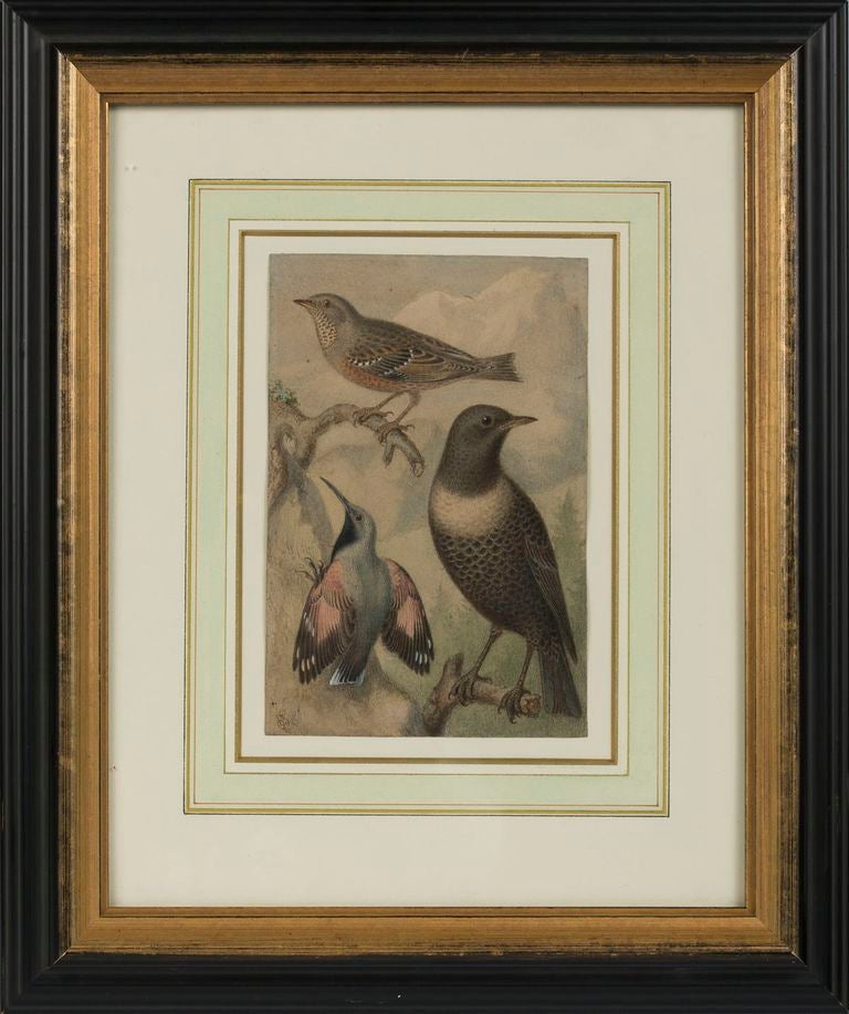 Western Wild Birds, jeweils unten links mit ES monogrammiert.
Aquarell auf Papier. 
