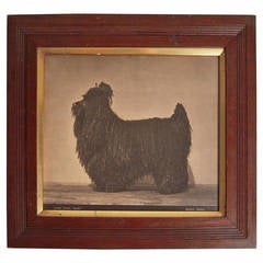 Antique 19th Century Corded Poodle Photograph by Gambier Bolton