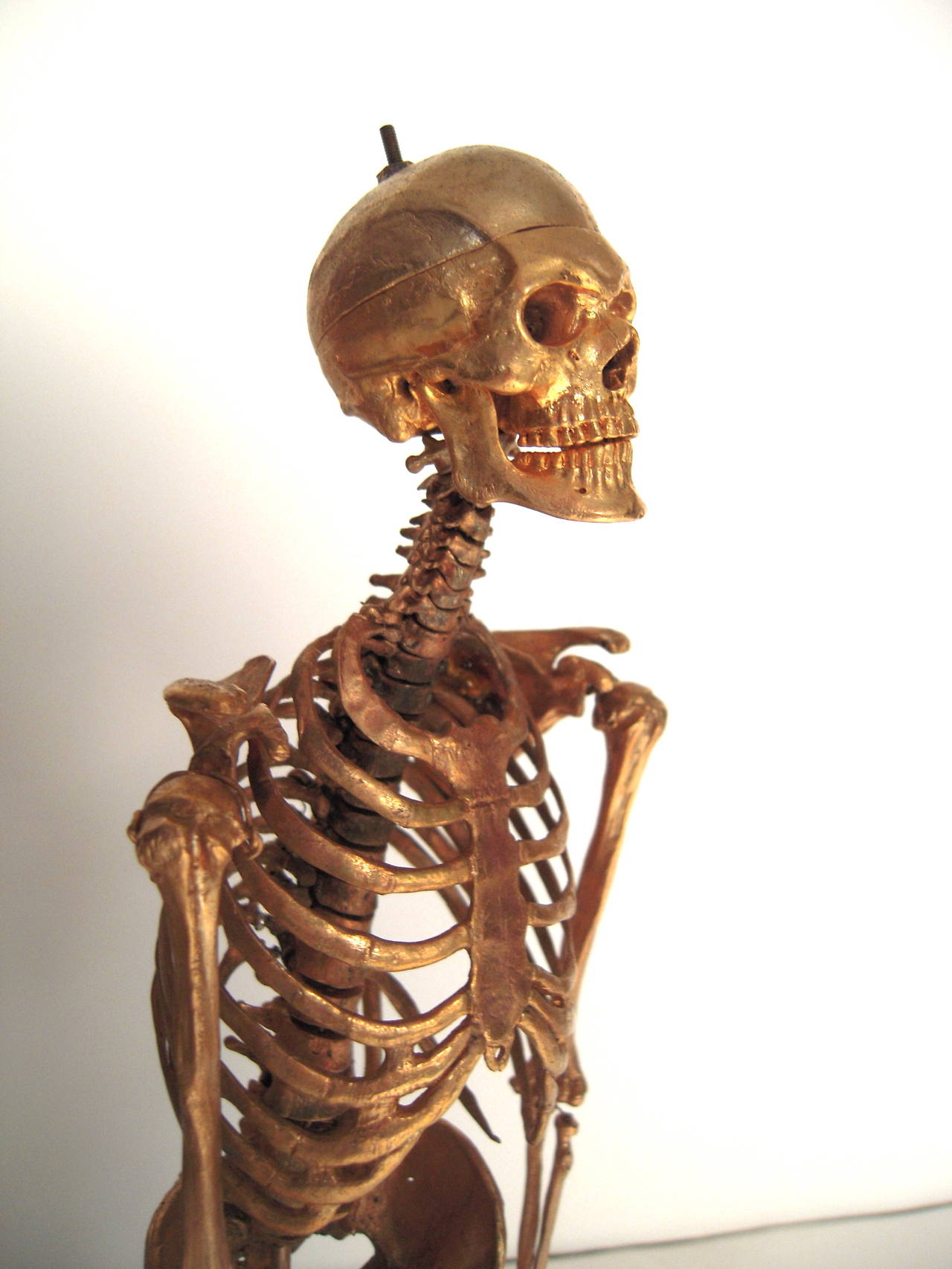 what does a male skeleton look like