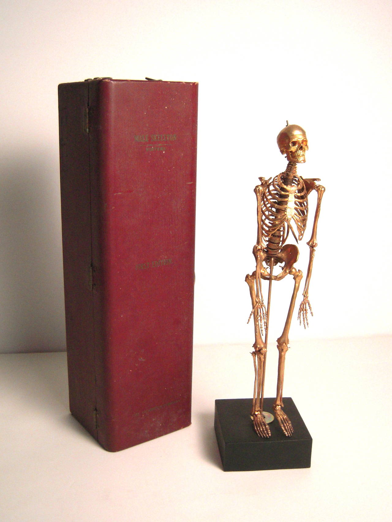 Unusual Gilt Metal Model of a Male Skeleton 4