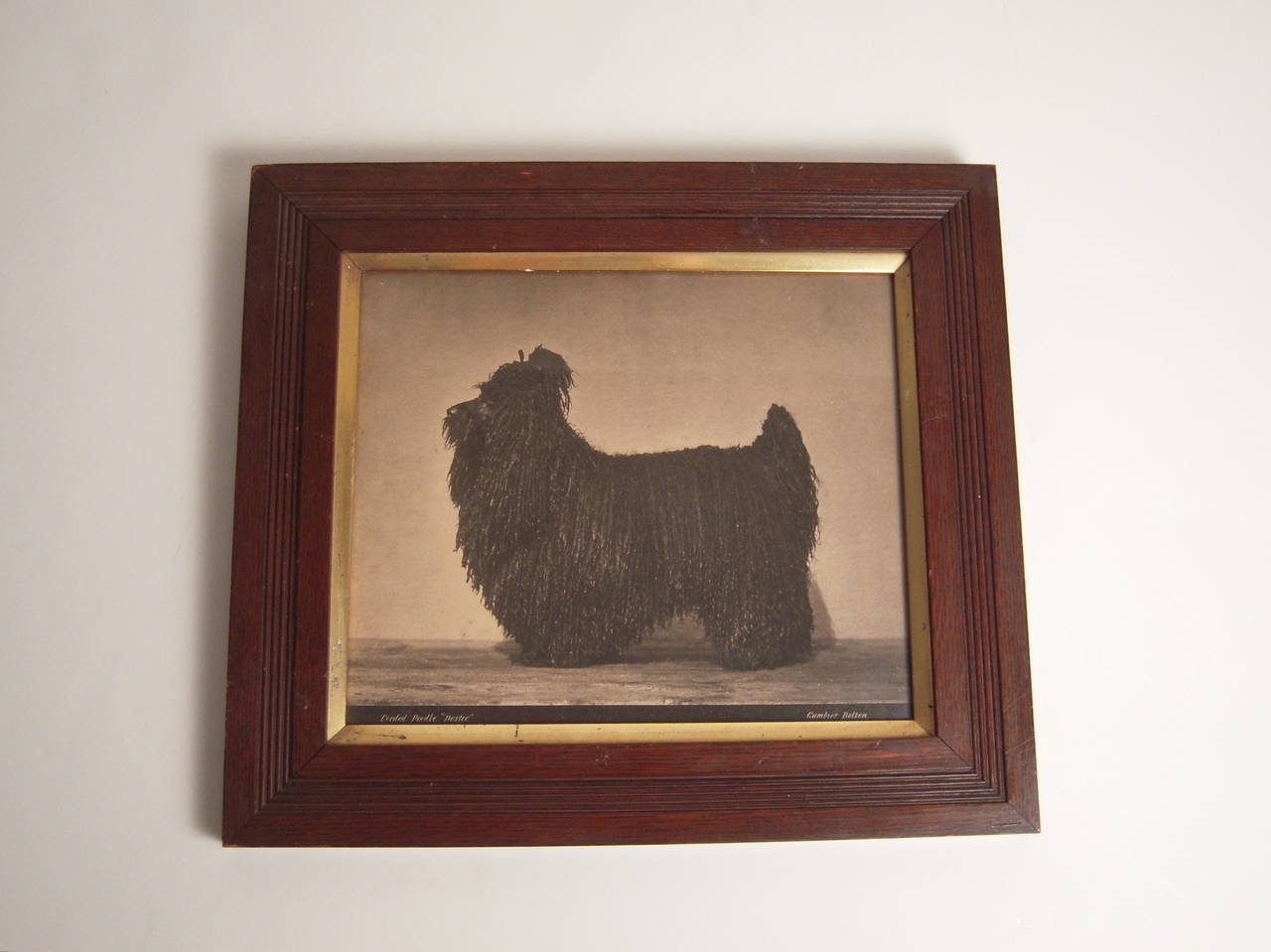 A fine 19th century dog portrait of a prize corded poodle named Dexter, by photographer Gambier Bolton, in its original carved wood frame. Below the photograph, within the frame, is a black band, with calligraphy hand-painted in white: 'Corded