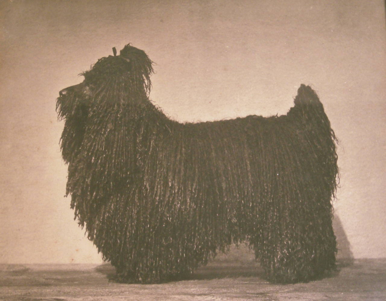 Victorian 19th Century Corded Poodle Photograph by Gambier Bolton