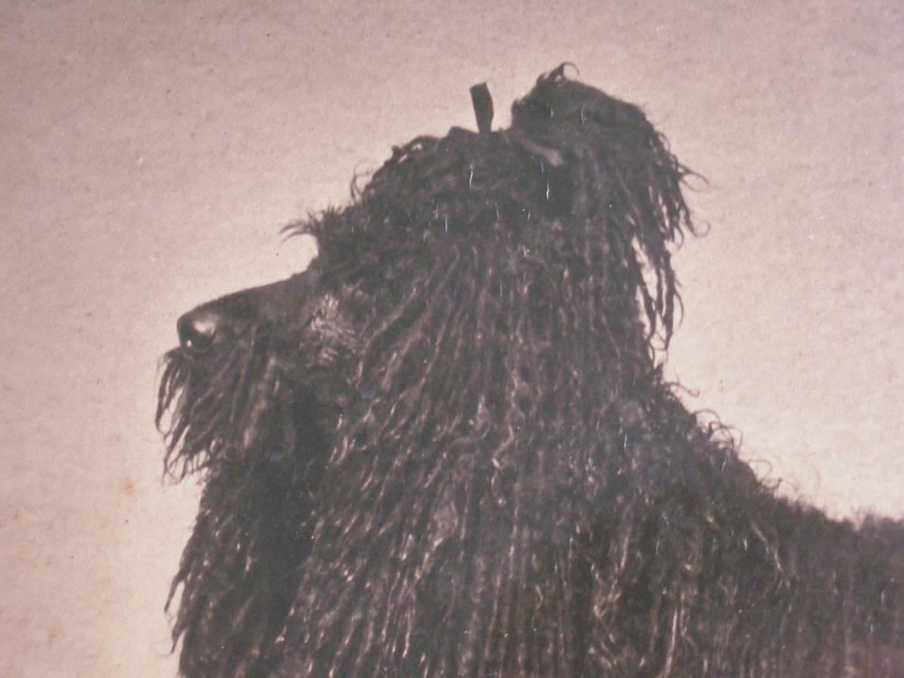 Late 19th Century 19th Century Corded Poodle Photograph by Gambier Bolton