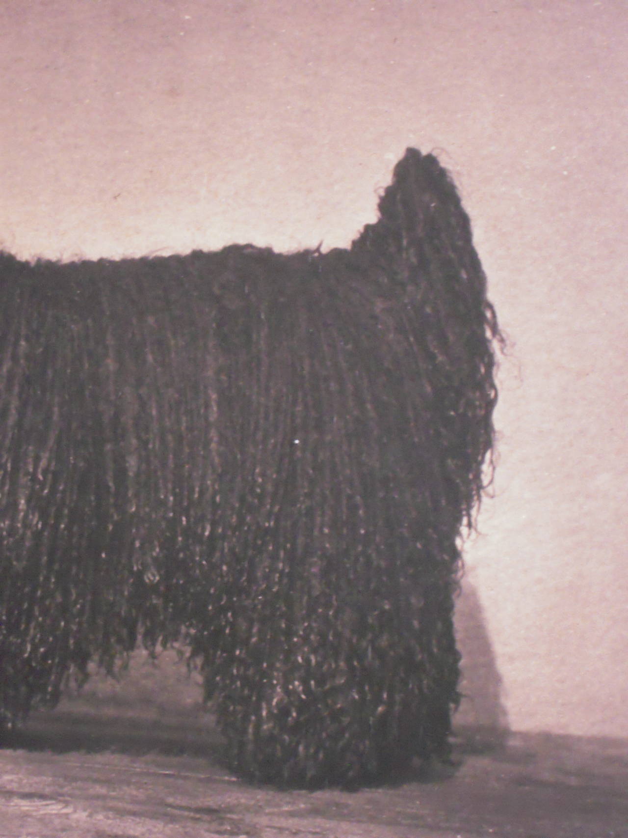 Glass 19th Century Corded Poodle Photograph by Gambier Bolton