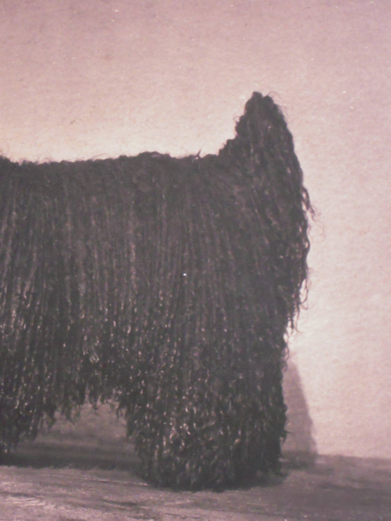 Glass 19th Century Corded Poodle Photograph by Gambier Bolton