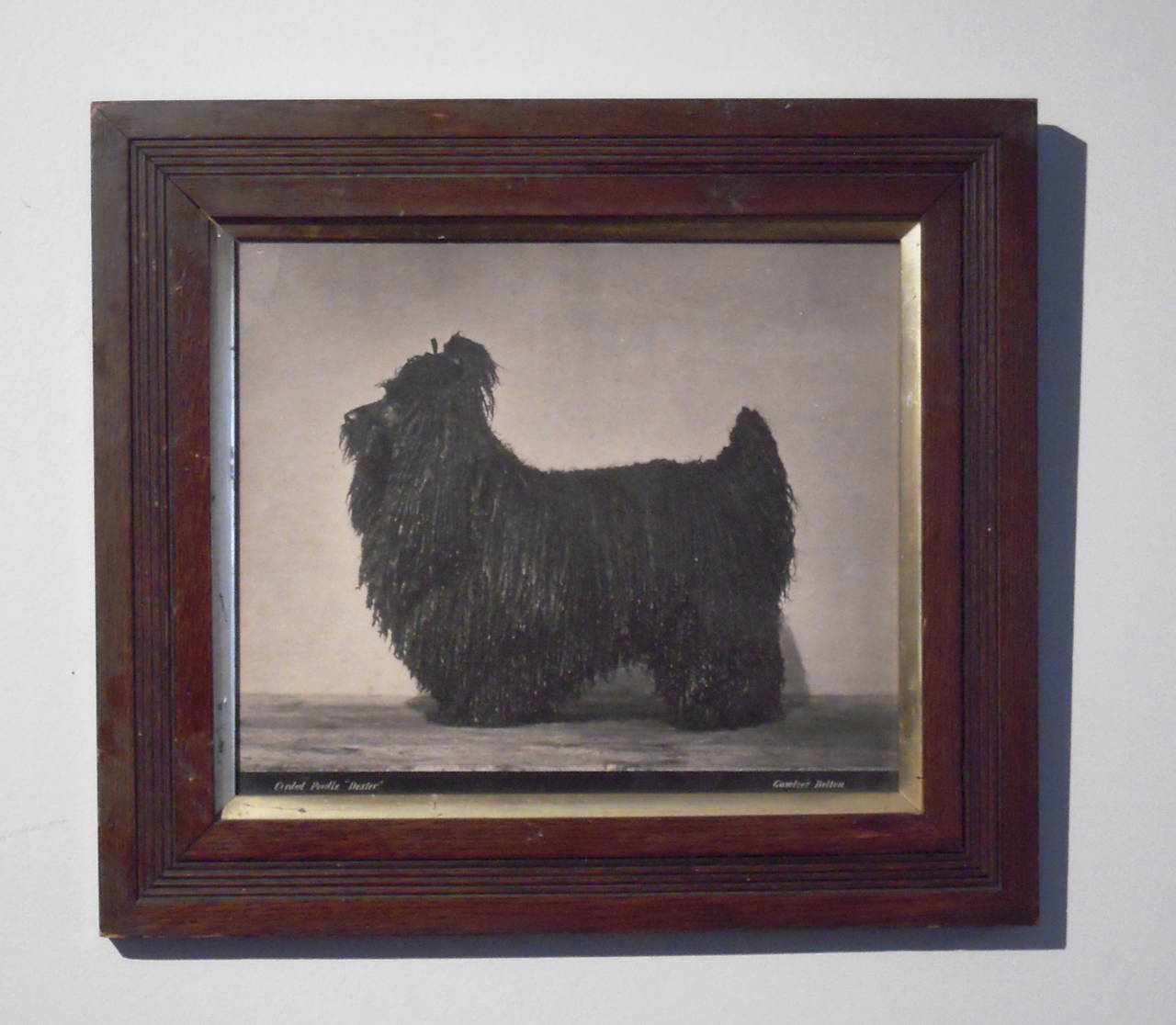 19th Century Corded Poodle Photograph by Gambier Bolton 1