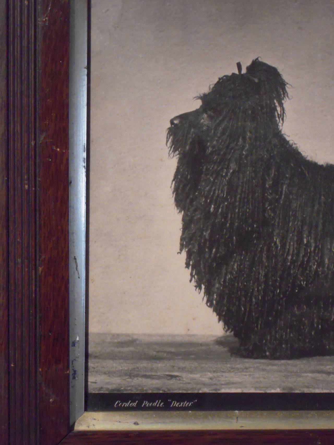 19th Century Corded Poodle Photograph by Gambier Bolton In Excellent Condition In Essex, MA