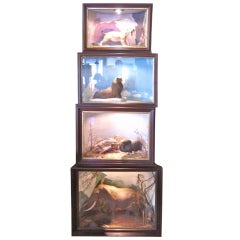 Natural History Animal Dioramas