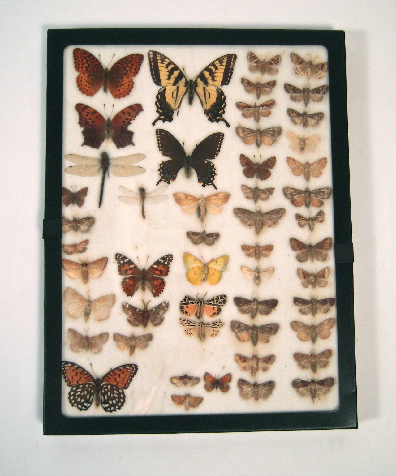 A collection of dried butterfly, moth and dragonfly specimens, circa 1930s, laid down on cotton filling in their original Riker specimen cases, with new glass tops.