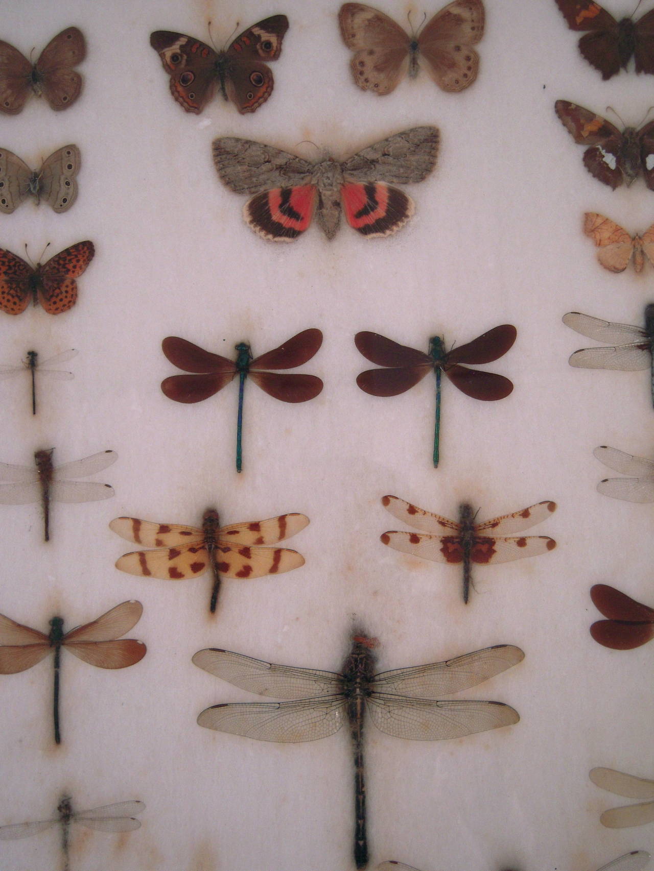 American 1930s Butterfly, Moth and Dragonfly Collection