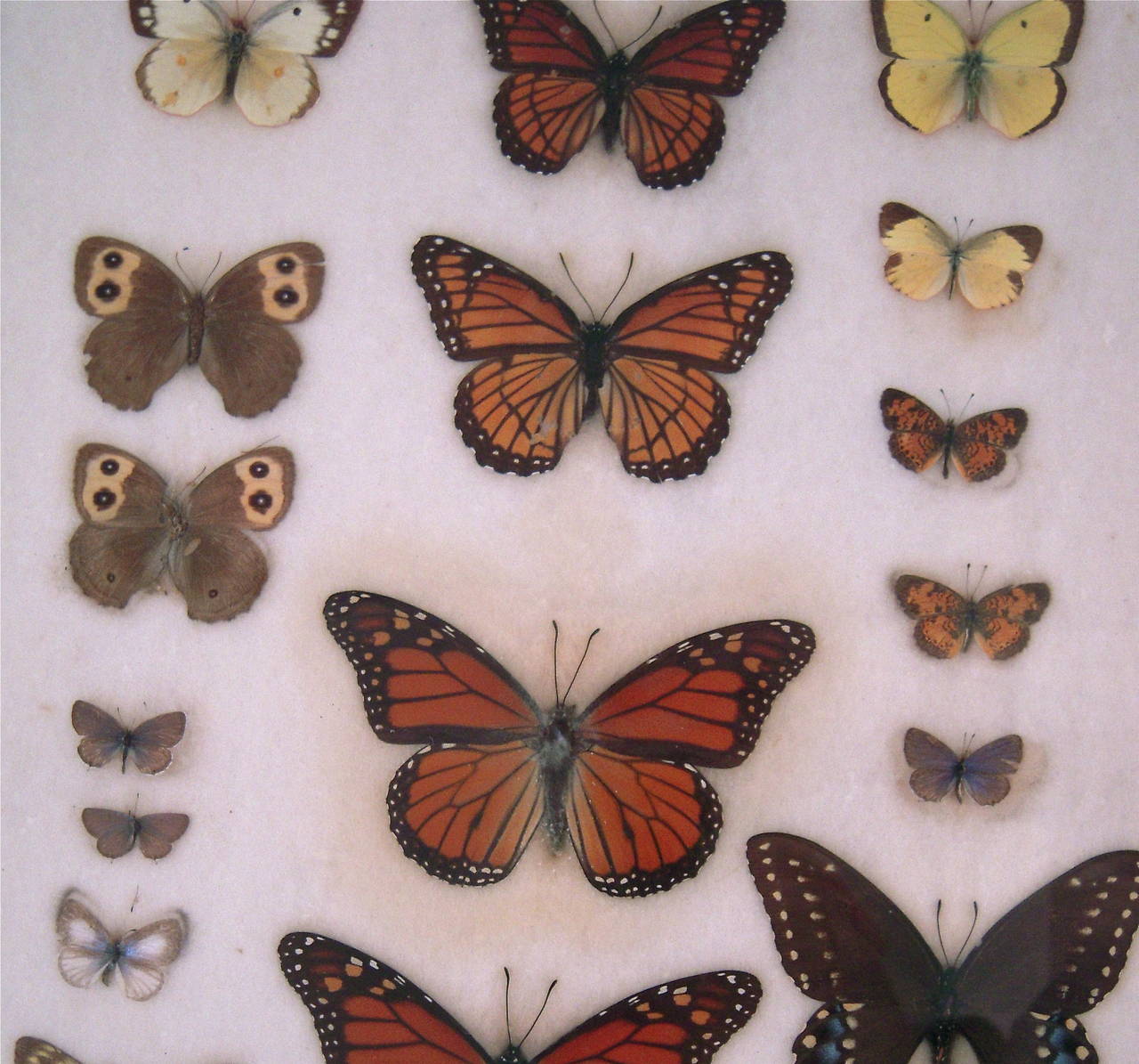 1930s Butterfly, Moth and Dragonfly Collection 1
