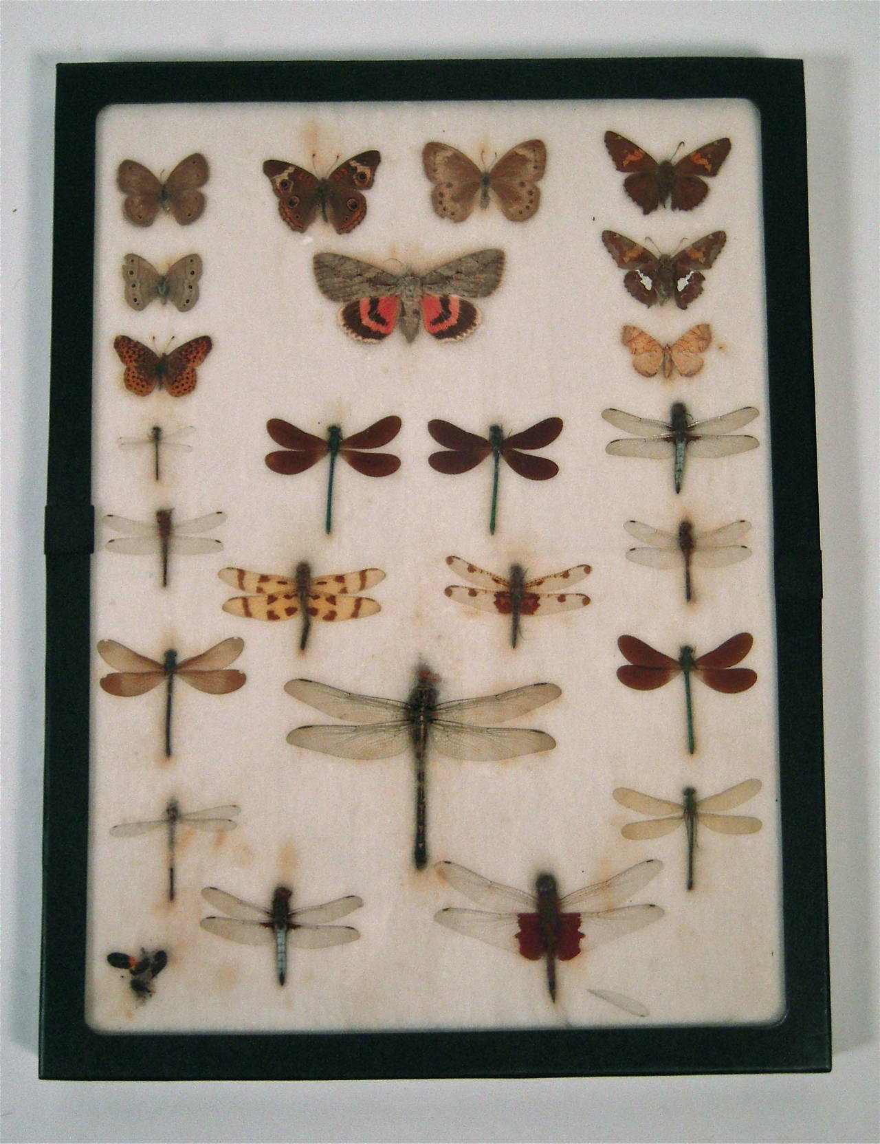 Mid-20th Century 1930s Butterfly, Moth and Dragonfly Collection