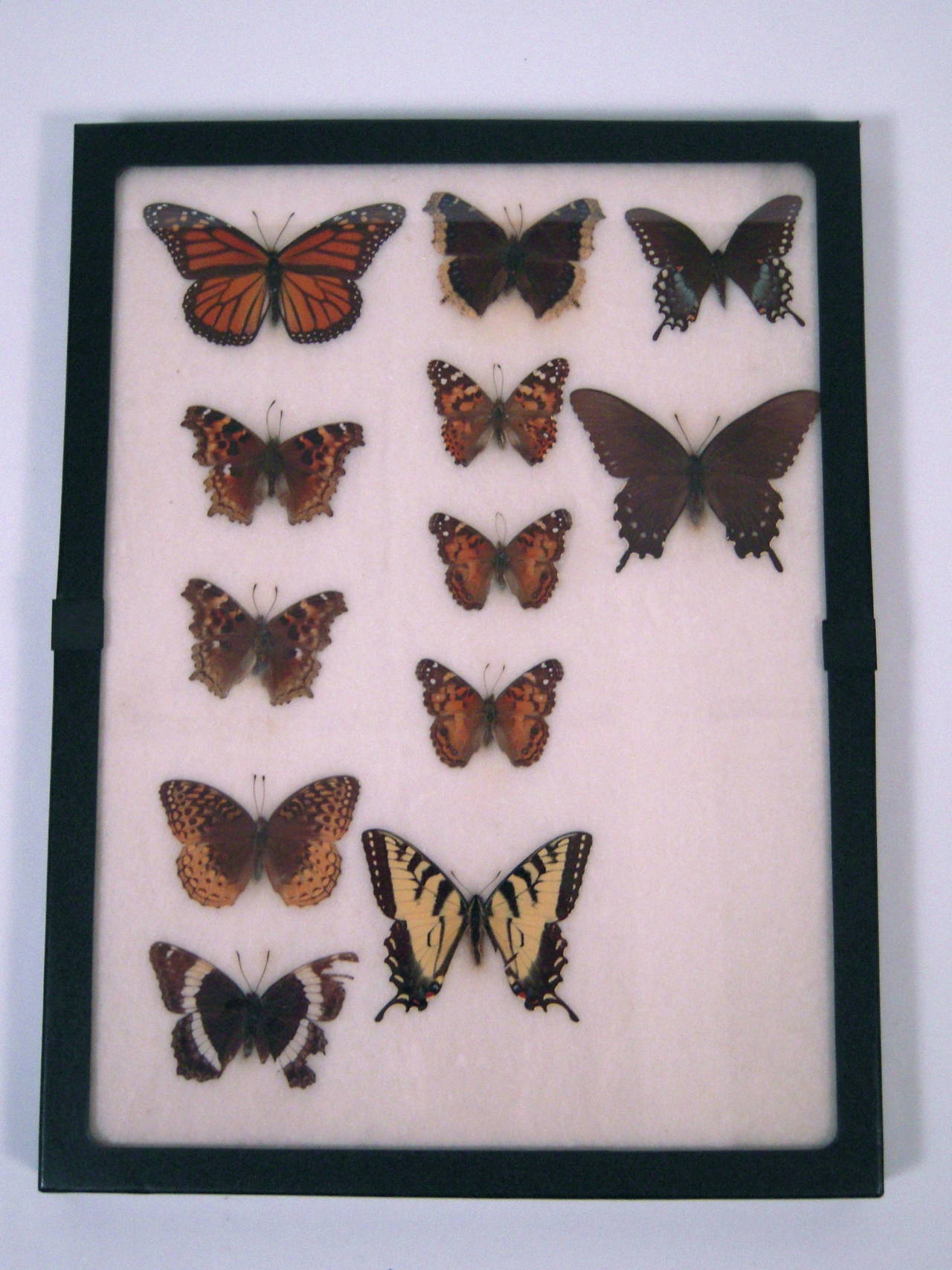 1930s Butterfly, Moth and Dragonfly Collection In Excellent Condition In Essex, MA