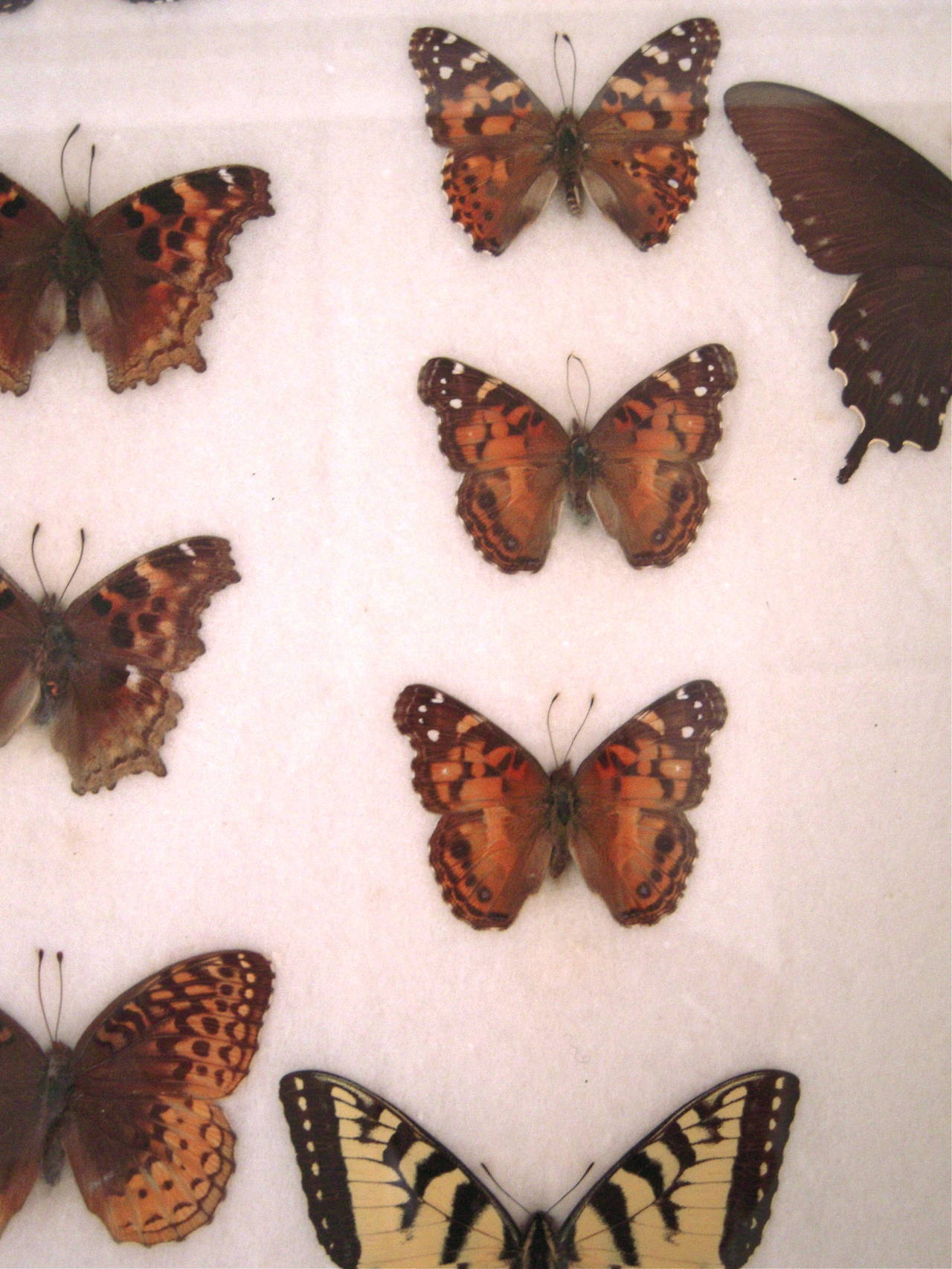 1930s Butterfly, Moth and Dragonfly Collection 2