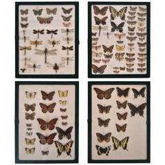 1930s Butterfly, Moth and Dragonfly Collection