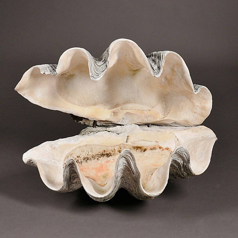 A rare, truly giant clam shell, Tridacna Gigas, one of the largest and finest specimens we have ever seen, retaining both halves. Beautifully patinated from years of having been under water and exposed to the elements. Fitted with metal rods to hold