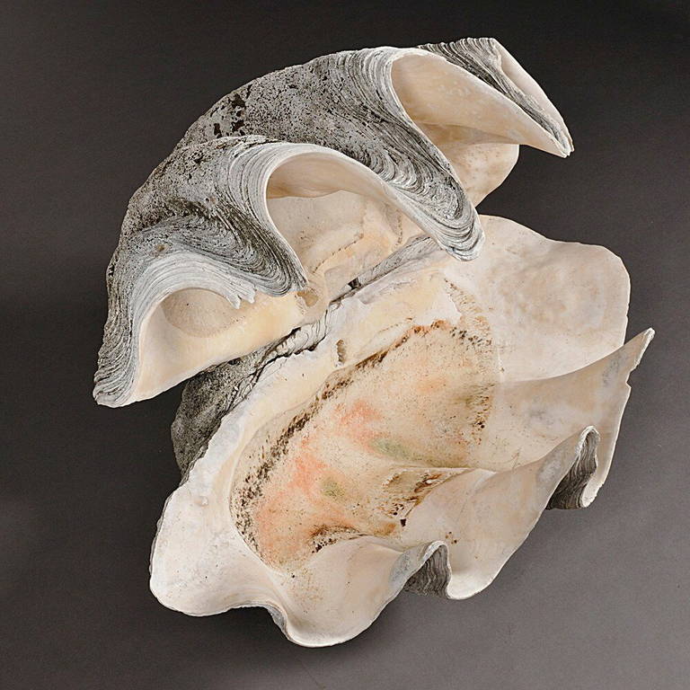 tridacna gigas shell