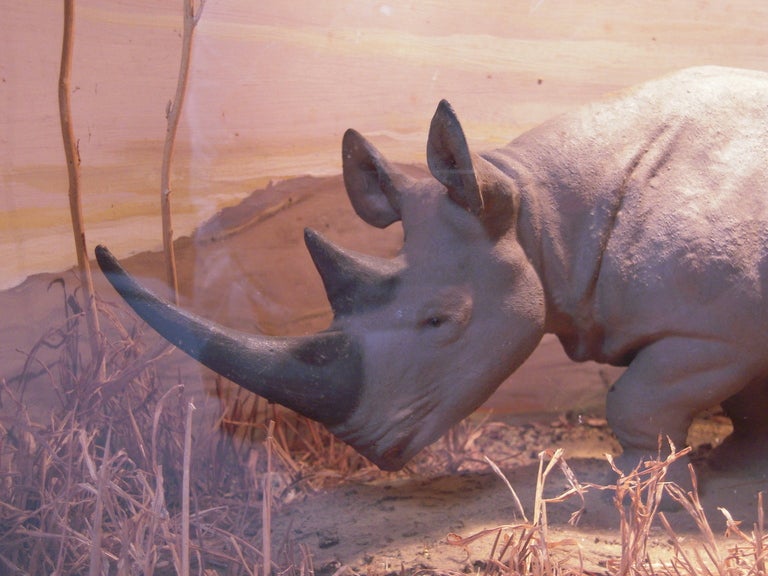 rhino habitat diorama